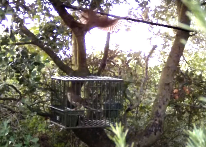 Chasse à la glu : voici comment aider un oiseau pris au piège - Vidéo  Dailymotion